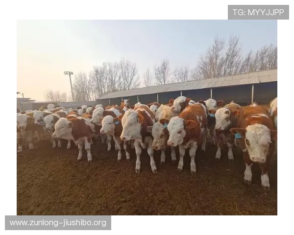 玩转尊龙凯时滚球，掌握游戏的规则与技巧或倾心投入